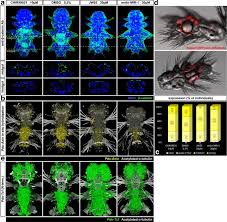 We service contra costa and alameda counties. Wnt B Catenin Signalling Is Necessary For Gut Differentiation In A Marine Annelid Platynereis Dumerilii Evodevo Full Text
