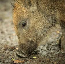 Die wichtigsten tschernobyl folgen sollte man auch 30 jahre nach dem unfall noch kennen.tote, erkrankte und menschen, die in die krankenhäuser von prypjat. Tschernobyl Folgen Deutsches Wild Noch Immer Radioaktiv Belastet Welt