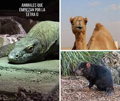 Los 14 Animales Que Empiezan Con D Mas Destacados