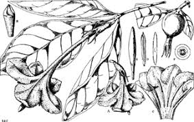 Image result for Rothmannia whitfieldii