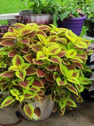 Image result for Coleus shirensis