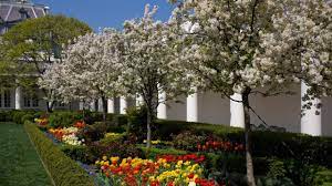 Melania Trump Announces Plans To Renovate White House Rose Garden White House Garden Rose Garden Rosebush