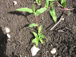 Image result for Urochloa reptans