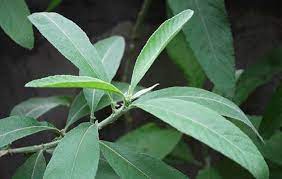 Pin Di Herbal