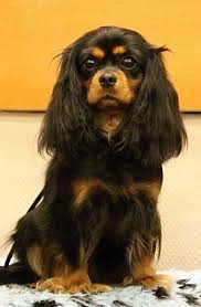 Black And Tan Cavalier King Charles Spaniel Puppies For Sale Near Me Good Breeder Of Ckcs Black And Tan Cavalier King Charles King Charles Spaniel Cavalier King Charles Spaniel
