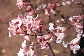 Image result for Stereospermum kunthianum