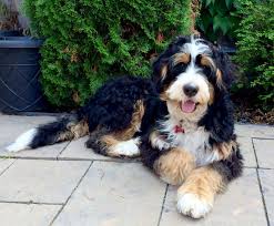 These bernedoodles are a mixture of beautiful blacks, tan and browns & whites as well! Standard Bernedoodles Swissridge Berenedoodles