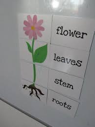 Spring Plants Easter Preschool Science Spring Classroom Parts Of A Flower