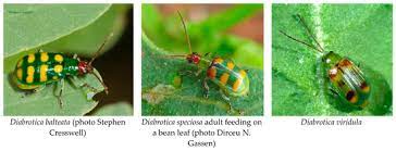The house we live in is our home, or in more official speech our residence or dwelling. Insects Free Full Text Biology And Management Of Pest Diabrotica Species In South America
