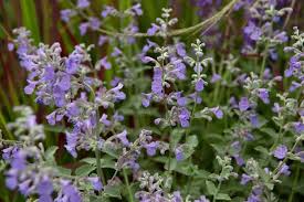 Image result for Lamiaceae