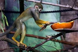 Do Spider Monkeys Make Good Pets? What You Should Know