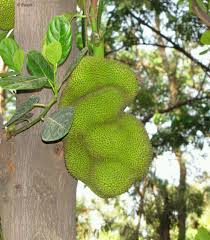 Check spelling or type a new query. Gifting Trees The Indian Bread Fruit