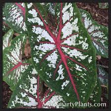 Caladium Carousel Caladium Planting Plan Plants