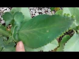 Aranto Kalanchoe Youtube Plant Leaves Plants Leaves