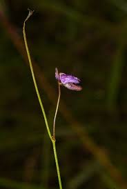 Image result for Genlisea hispidula