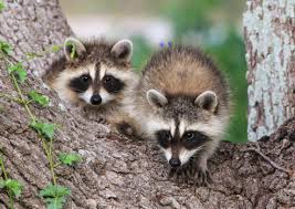 racoon