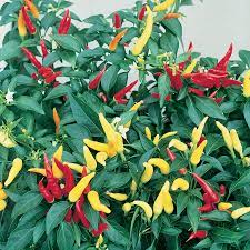 A wonderful garden accent it has no significant negative characteristics. Chilli Basket Of Fire