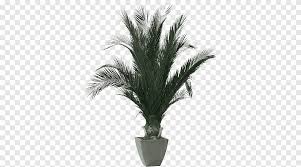 I have inherited several houseplants, but i don't know what kind they are. Phoenix Roebelenii Houseplant Arecaceae Tree Plant Identification Palm Tree Date Palms Png Pngegg