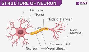 It is made up of the brain and the spinal cord. Nervous System Reflex Action Voluntary And Involuntary Action