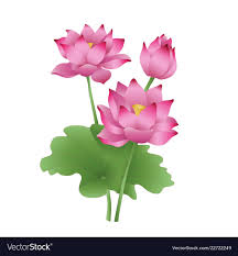 Image result for flowers against white background