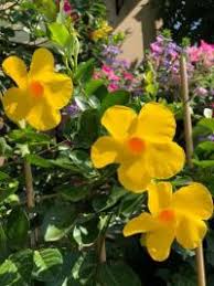 Image result for foto moud Forsterův