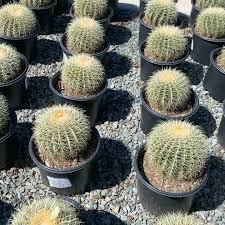 The scarlet hedgehog cactus blooming in the botanical garden, phoenix, arizona. Echinocactus Grusonii Barrel Terra Bella Nursery