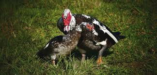 10 Effective Ways To Sex Your Muscovy Duck With Pictures