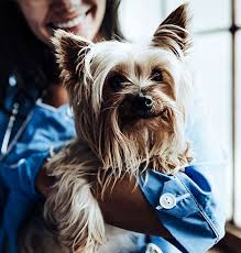 Ordering your pet's prescription drugs from wedgewood. Wedgewood Pharmacy