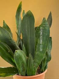 Image result for Sansevieria hyacinthoides
