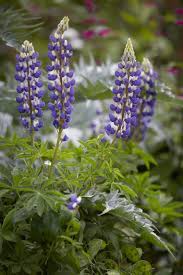 Gardening 101 Lupine Lupines Garden Flower Garden Trees To Plant