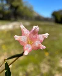 Image result for Trifolium masaiense