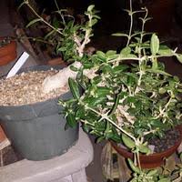 Image result for Fockea angustifolia