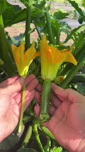 Image result for male flowers cucumber