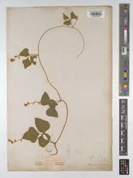 Image result for Teramnus repens