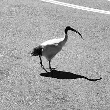 Lu Ka On Instagram Binchicken Sydney Sydneytoday Streetsofsydney Tbt Natureinthecity Australia Southernhemisphere Bird Ibis White Whiteibis