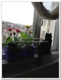 gerbera jerbera ciceginin bakimi nalan in dunyasi nlndnys diy recycling crochet recipes jewelrymaking gerbera ileri donusum corona