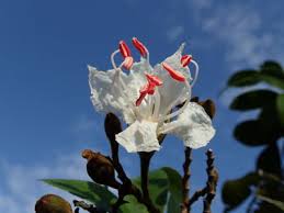 Image result for Tessmannia burttii