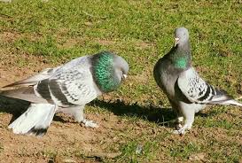 Blt Blt Adli Kullanicinin Guvercin Pidgeon Panosundaki Pin Evcil Hayvanlar Hayvanlar Kumes