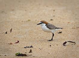 Red Capped Plover Lake Wollumboola Nsw Beautiful Birds Bird Photo Rocky Shore