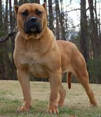 27,307 likes · 49 talking about this. 36 Presa Canario Dogs Amazing Gorgeous Animals Ideas Presa Canario Dogs Animals