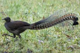 Bird That Sounds Like A Baby Crying Lyre Bird By Williambullimore Via Flickr Most Notable For Their Superb Ability To Mimic Natural And Artificial Sounds From Their Environm Birds Bird Pet Birds