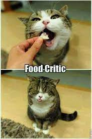 Healthy Food Kitnipbox Com Funny Cat Memes Funny Cats Cat Memes
