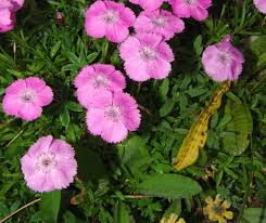 Image result for Dianthus chimanimaniensis