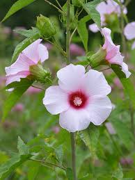 Image result for Hibiscus mechowii