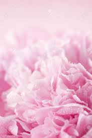 Peony rose and hydrangea mixed faux flower arrangement with clear glass vase, artificial peony centrepiece, real touch peony arrangement enovahome 4.5 out of 5 stars (519) Abstract Pink Peony Flower Background Stock Photo Picture And Royalty Free Image Image 9764872