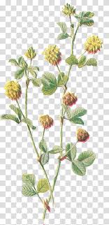 Download free vines png images. Lantana Transparent Background Png Cliparts Free Download Hiclipart