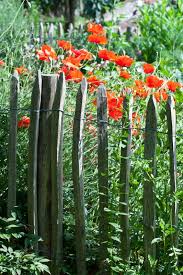 Zaungaste Gartenzauber Stauden Garten Ideen Zaun