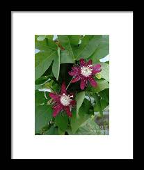 Image result for Passiflora vitifolia