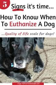 How Do You Know When It S Time To Euthanize Your Dog My Experience Personally And While Working For A Vet Dog Death Dog Illnesses Your Dog