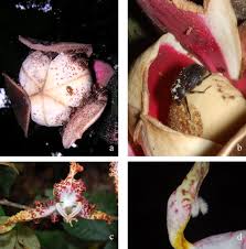 Image result for Uvariodendron